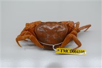 藏品(拉氏清溪蟹)的圖片